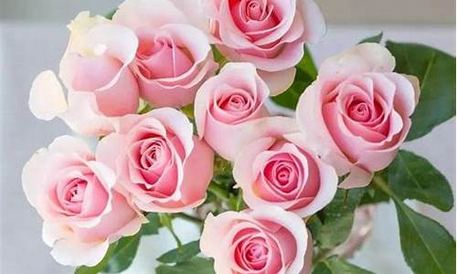 粉色玫瑰的寓意和象征_粉色玫瑰的寓意和象征意义