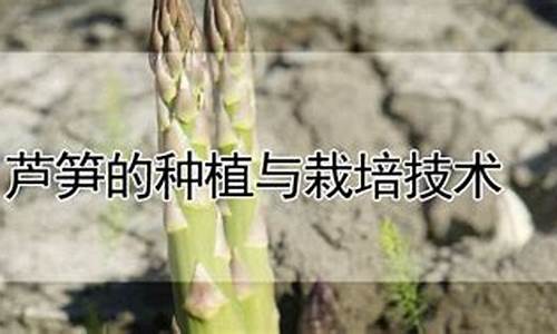 芦笋的种植与栽培技术视频