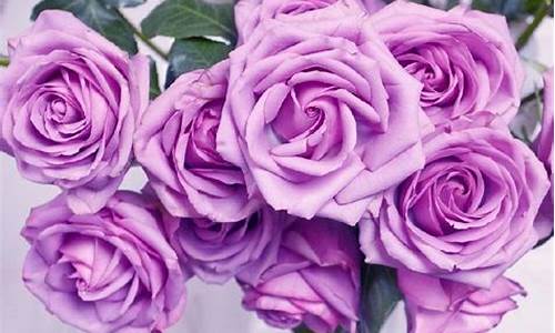 紫玫瑰花语的准确意思_紫色玫瑰的花语和象征